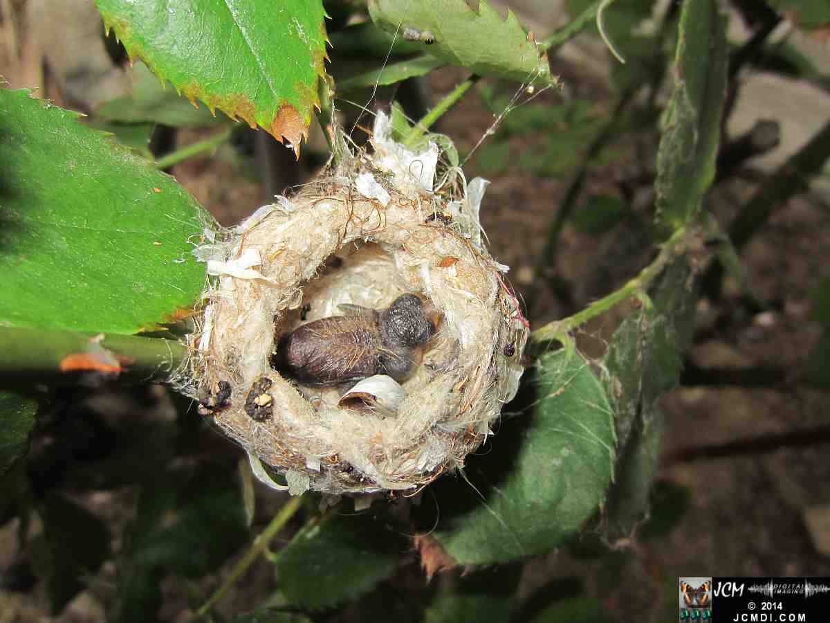 Allens Hummingbird nest, chick and filming setup